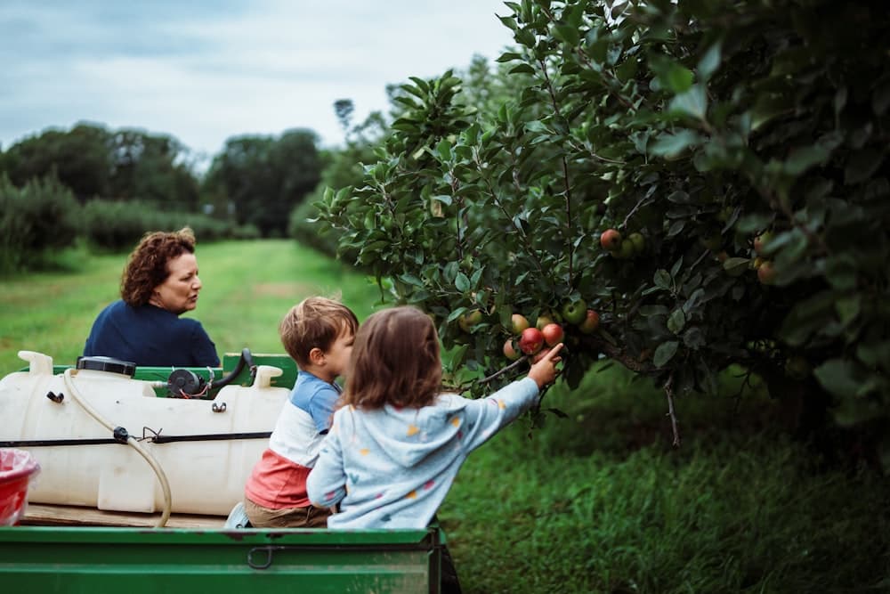 Family picking apples from a tree in an orchard